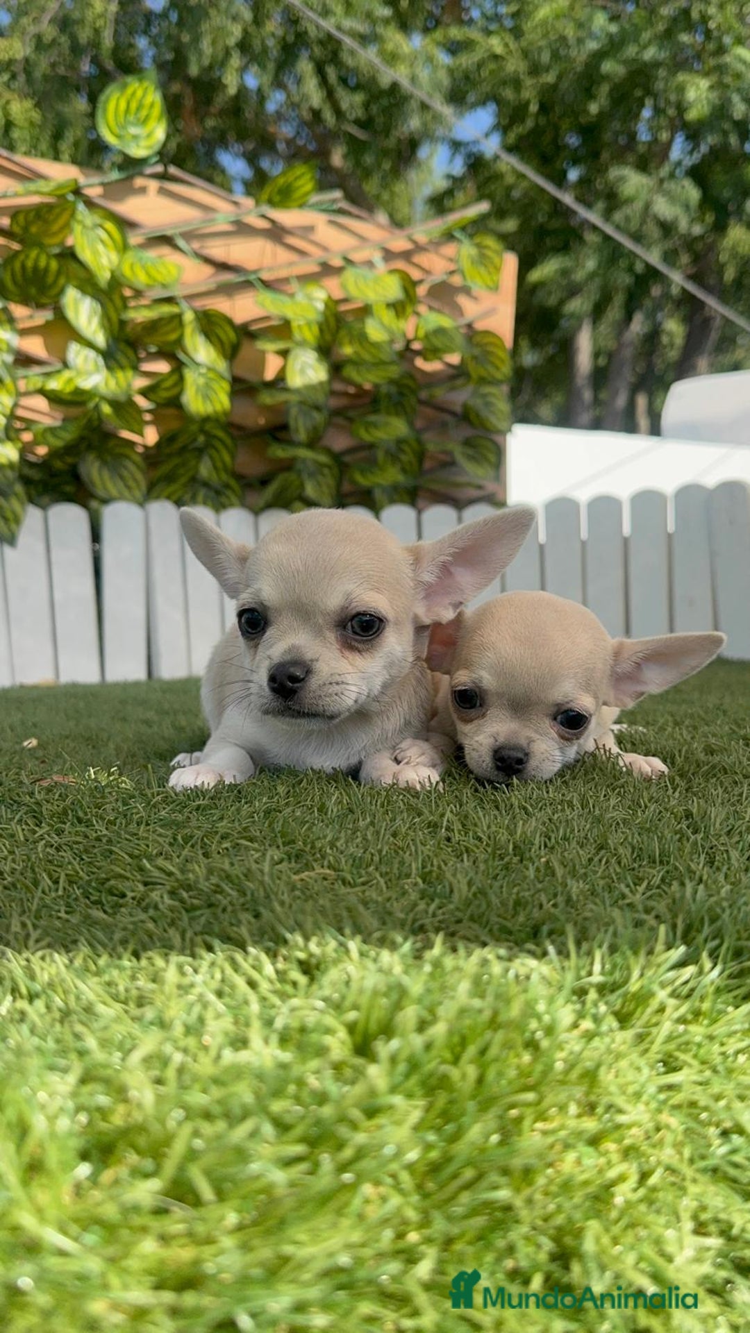 Chihuahua perros en venta: CHIHUAHUA MACHO - Imagen 19