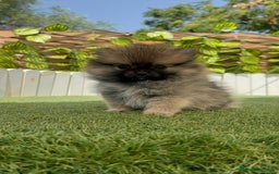 Pomerania perros en venta: POMERANIA MACHO - Imagen 16