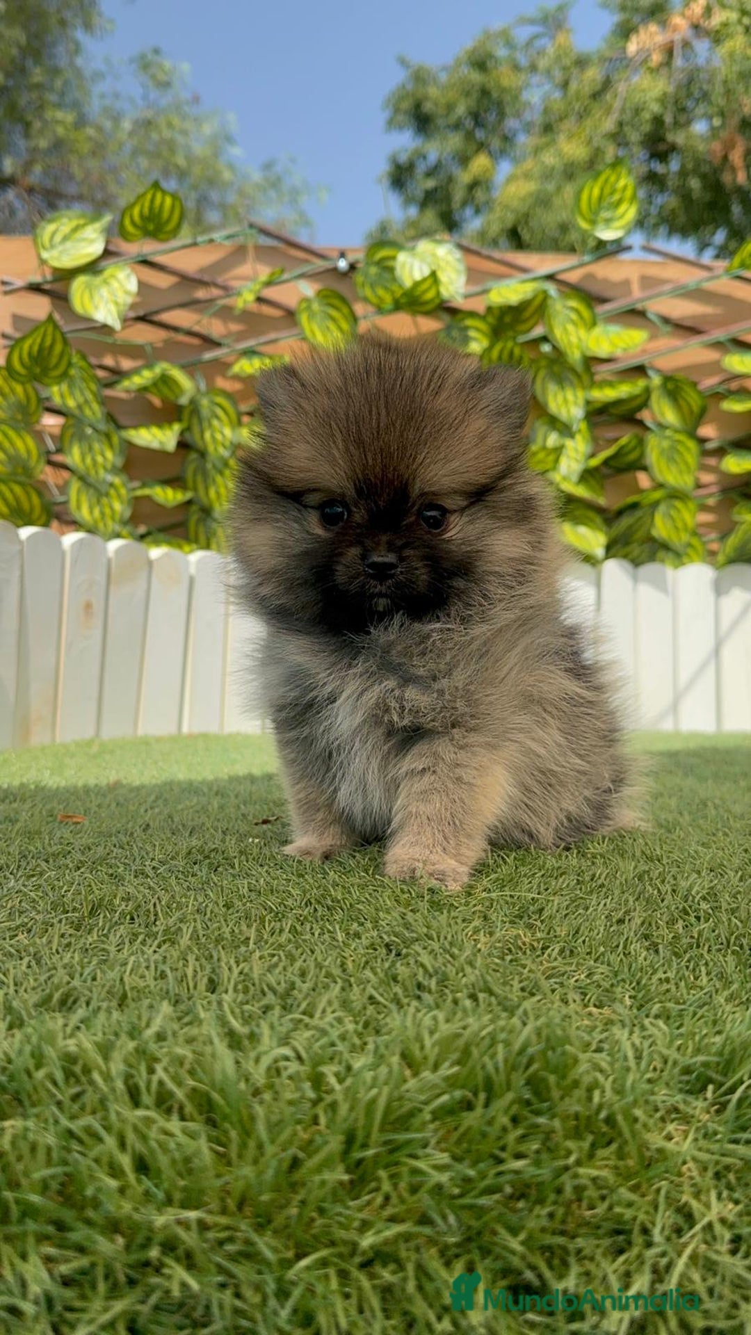 Pomerania perros en venta: POMERANIA MACHO - Imagen 16