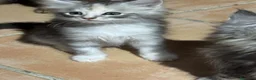 Maine Coon gatos en venta: Preciosa camada de cachorros Maine coon  - Anuncio 6