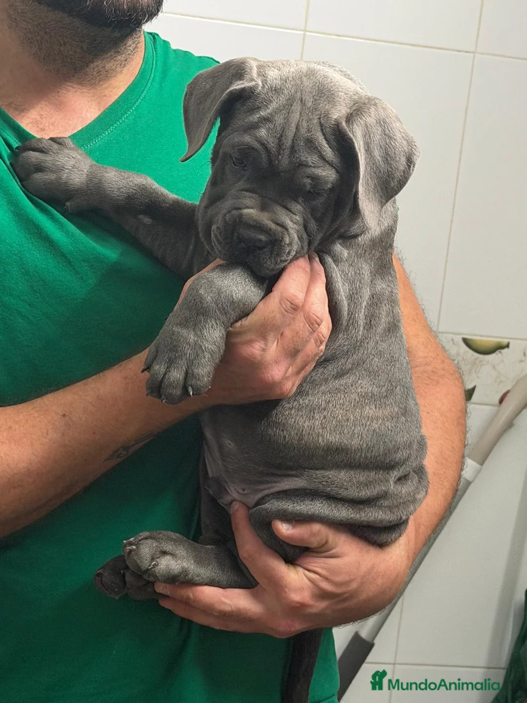 Cane Corso perros en venta: Cachorrito cane corso  - Anuncio 3