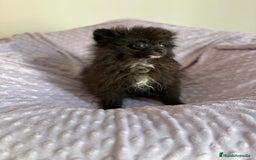 Pomerania perros en venta: Lulu pomerania MICRO  - Imagen 4