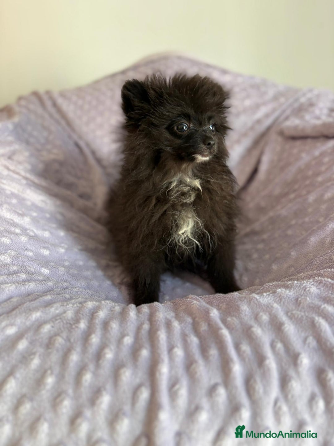 Pomerania perros en venta: Lulu pomerania MICRO  - Imagen 4