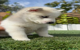 Husky Siberiano perros en venta: HUSKY SIBERIANO - Anuncio 5