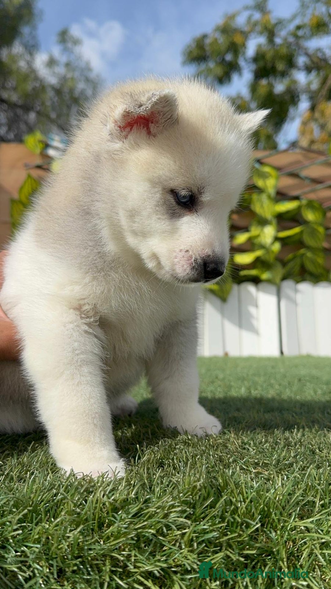 Husky Siberiano perros en venta: HUSKY SIBERIANO - Anuncio 5