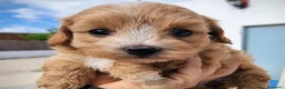 Maltipoo perros en venta: Cachorrito Maltipoo precio real - Anuncio 9