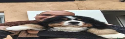 Boyero de Berna perros en venta: Boyero de berna  - Anuncio 1