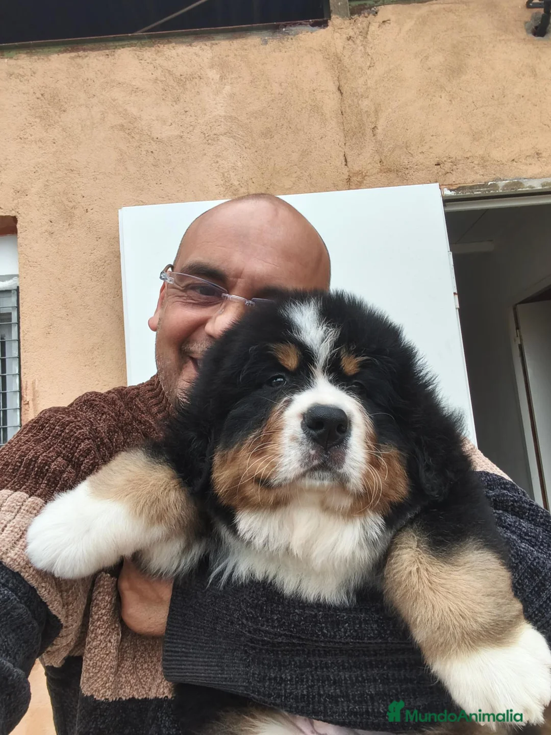 Boyero de Berna perros en venta: Boyero de berna  - Anuncio 1
