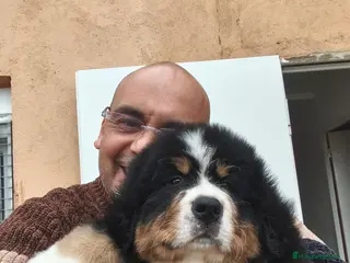 Boyero de Berna perros Boyero de berna - Anuncio 1