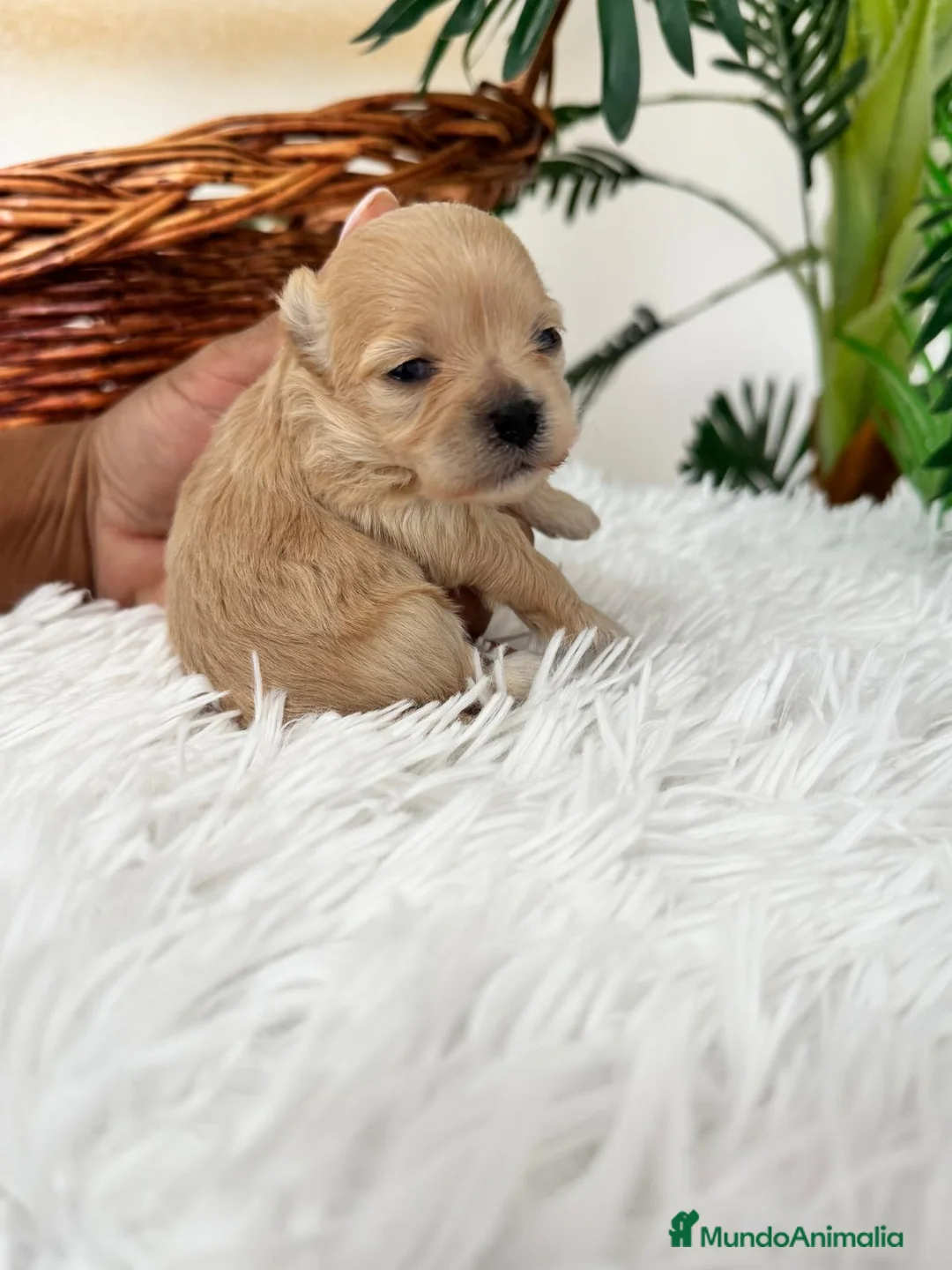 Maltipoo perros en venta: MALTIPOO TOY HEMBRA - Anuncio 2