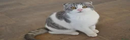 Scottish Straight gatos en venta: Gatos Scottish Straight-Fold  - Anuncio 10