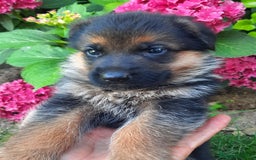 Pastor Alemán perros en venta: Pastores alemanes  - Imagen 5