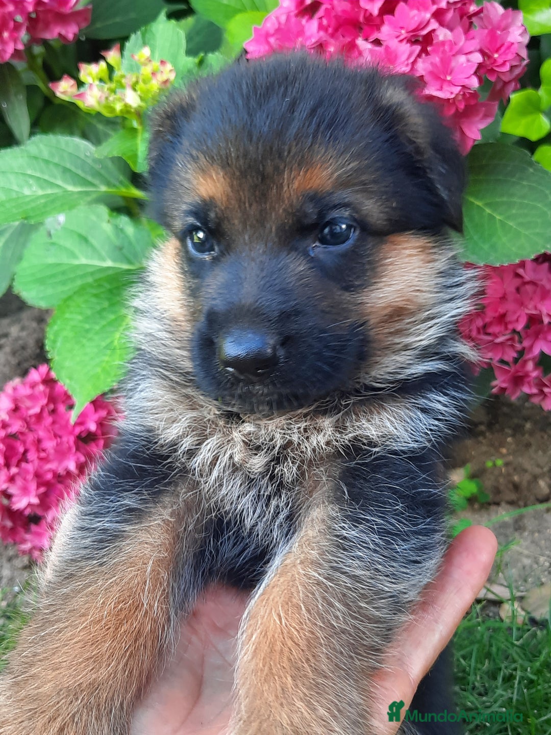Pastor Alemán perros en venta: Pastores alemanes  - Imagen 5