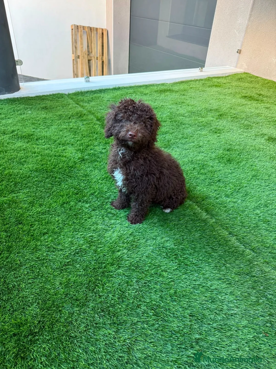 Perro de Agua Español perros en venta: PERRO DE AGUA - HEMBRA  en Cáceres - Anuncio 2
