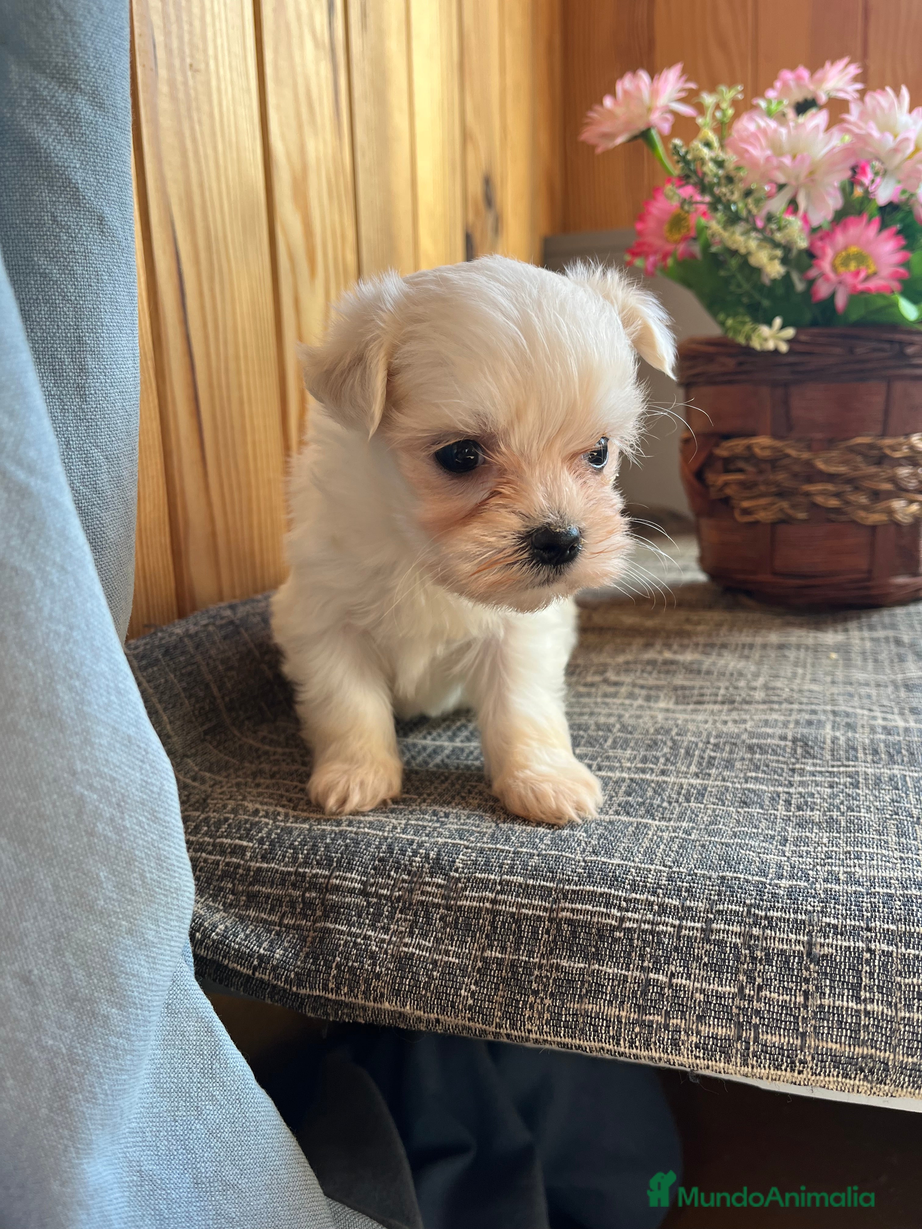 Bichón Maltés perros Bichones Malteses chiquitines 🐾 - Anuncio 2