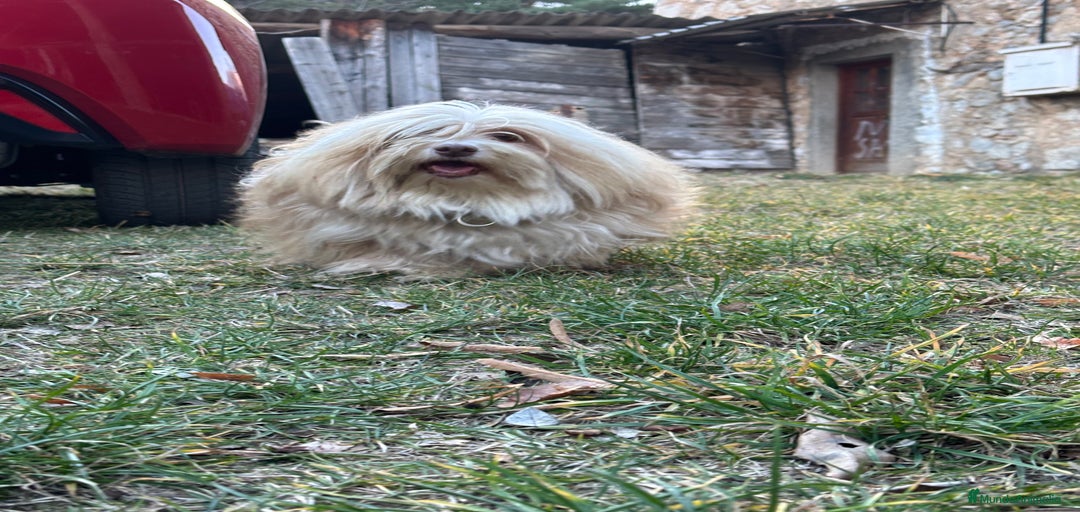 Imagen de galería {{count}}