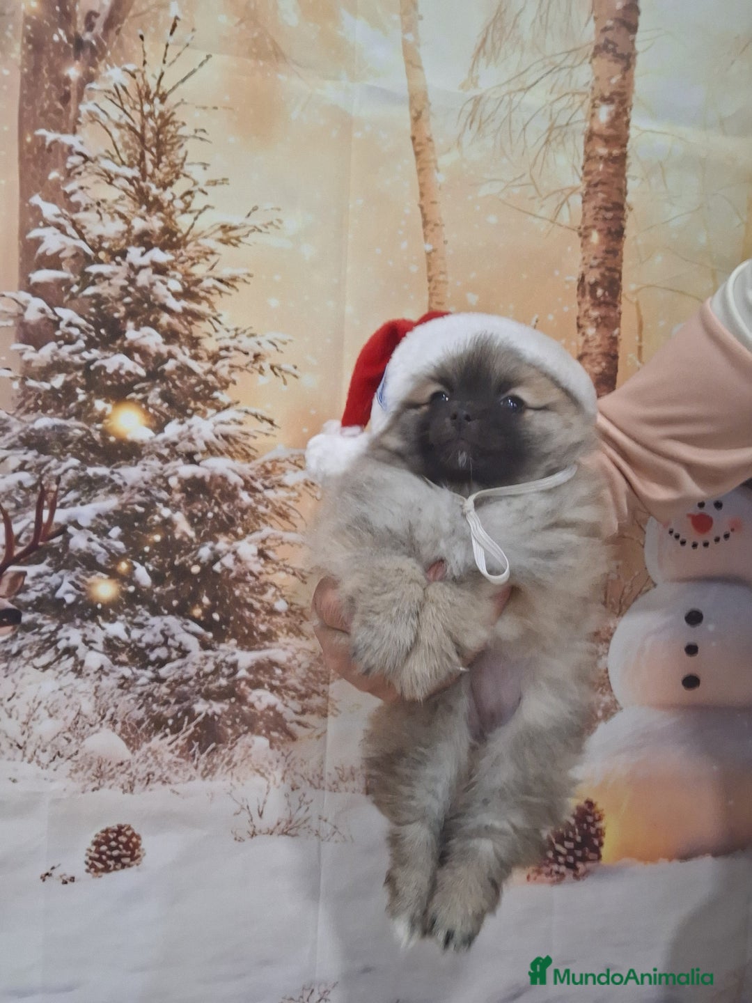 Pomerania perros en venta: Pomerania  - Anuncio 3