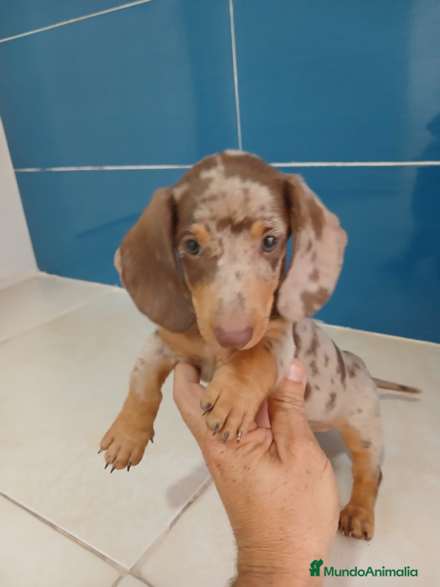 Teckel Miniatura perros Teckel miniatura merle choco - Anuncio 1