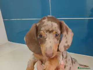 Teckel Miniatura perros Teckel miniatura merle choco - Anuncio 1