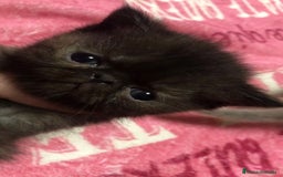 Persa gatos en venta: Persas himalayos y exoticos - Imagen 6