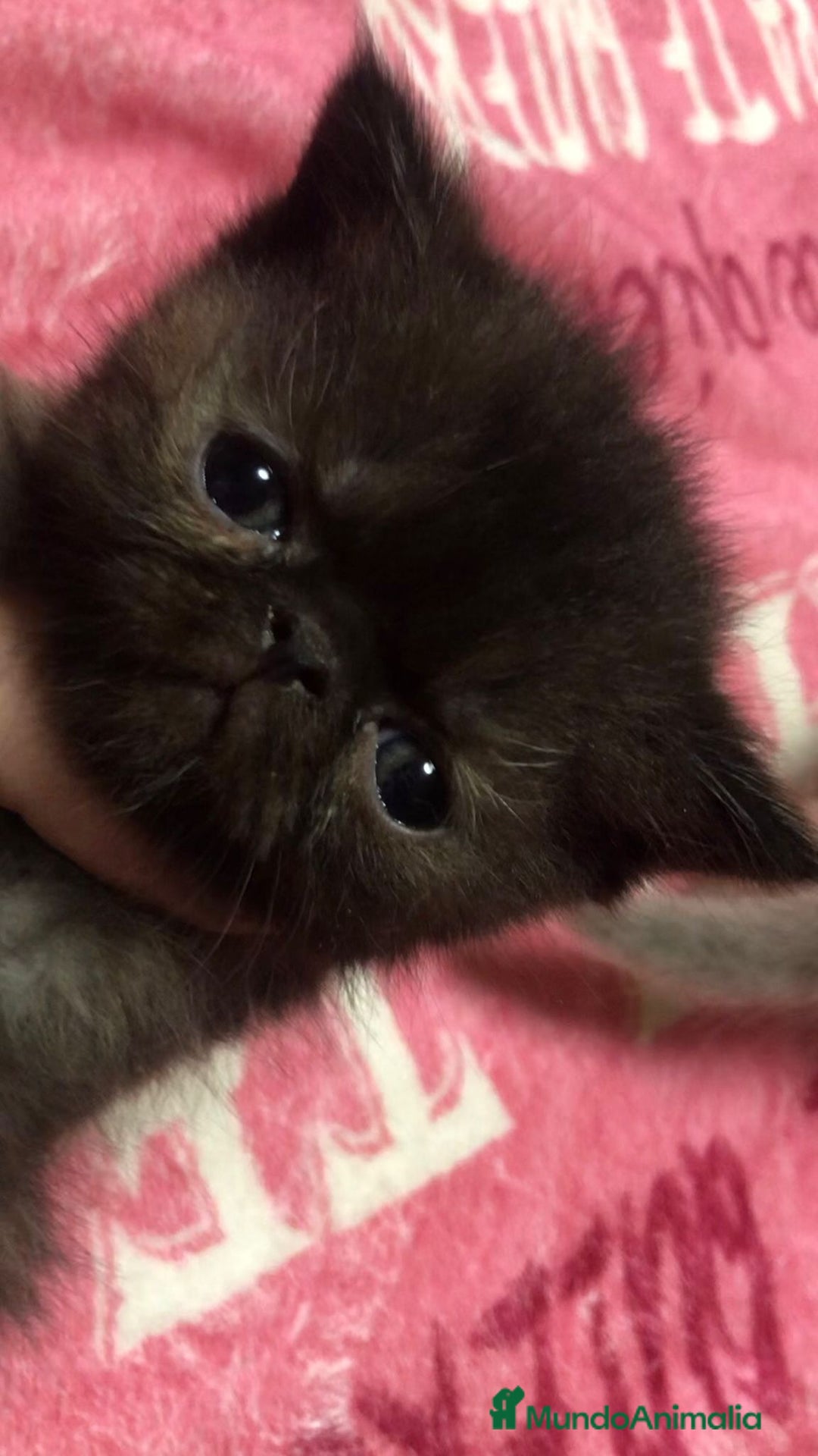 Persa gatos en venta: Persas himalayos y exoticos - Imagen 6