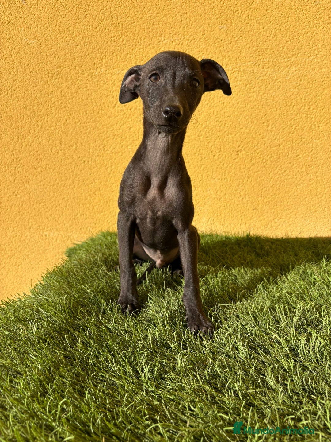 Pequeño Lebrel Italiano perros en venta: piccolo lebrel italiano galgito - Imagen 10