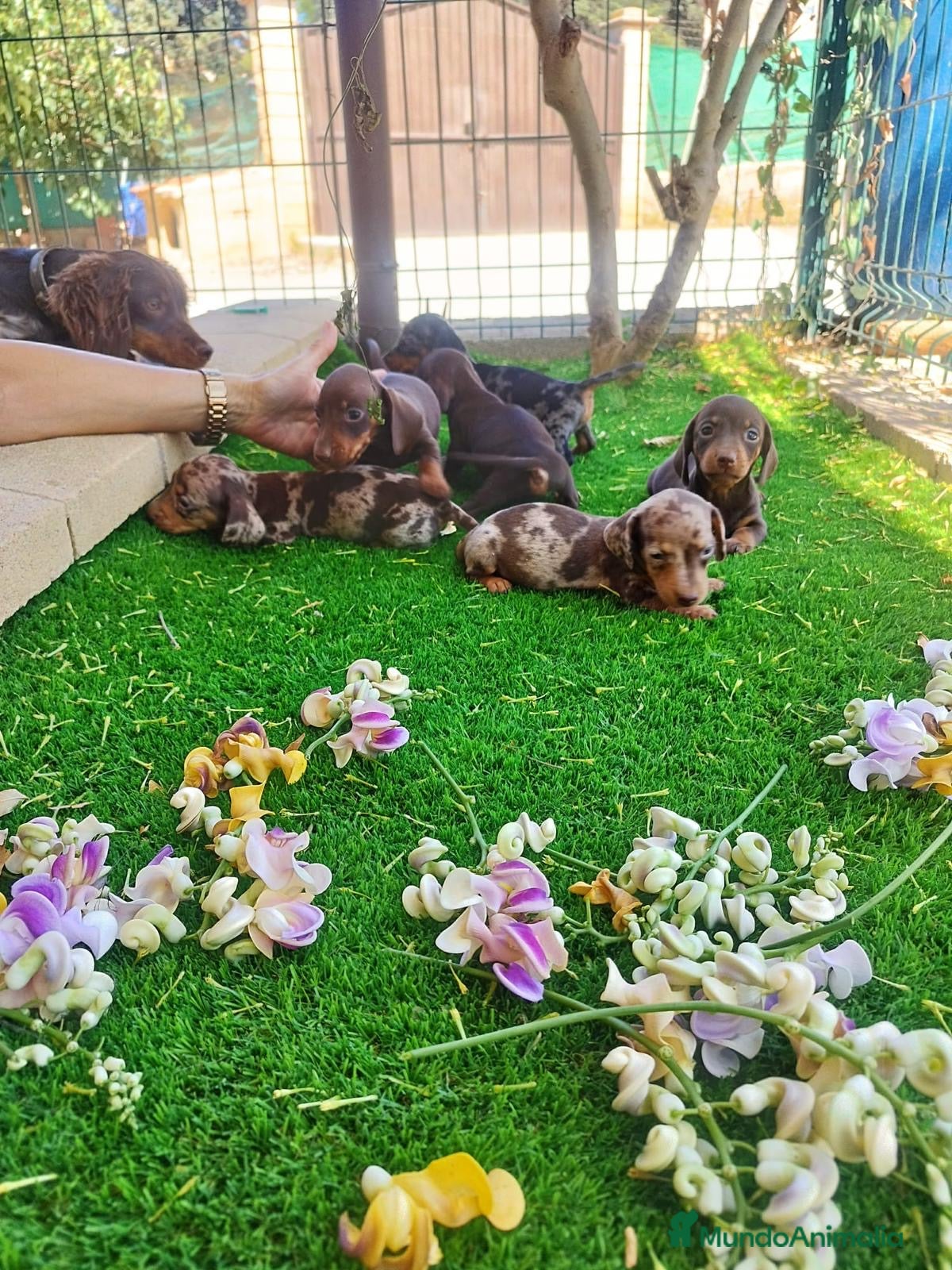 Teckel perros TECKEL ESPAÑA :)  en Badajoz - Anuncio 2