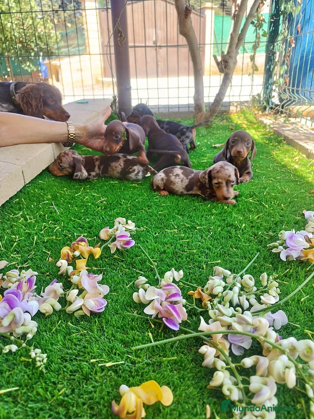 Teckel perros en venta: TECKEL ESPAÑA :)  en Badajoz - Anuncio 2