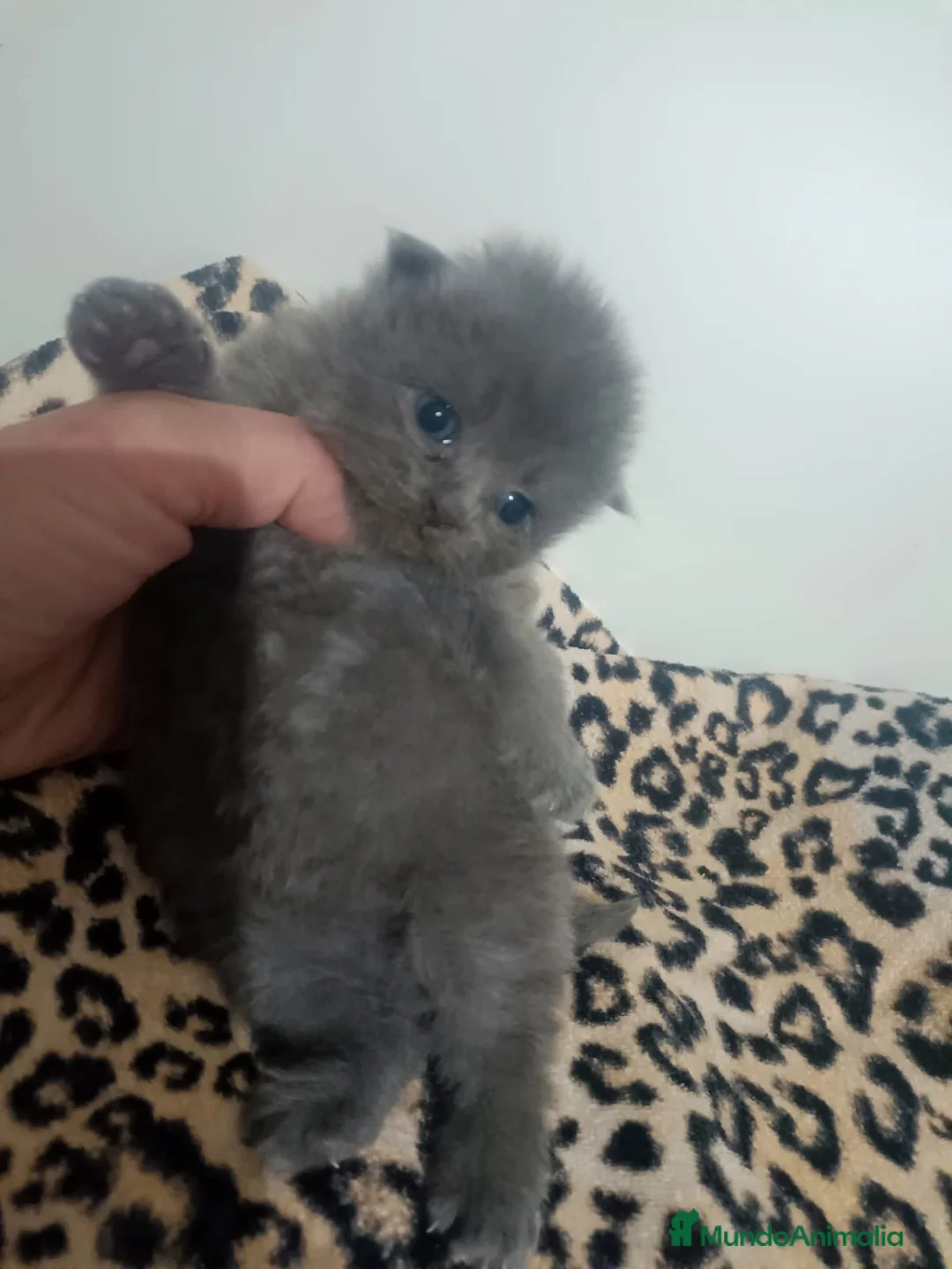 Británico de Pelo Corto Azul gatos en venta: Gatitos British blue en Barcelona - Anuncio 3