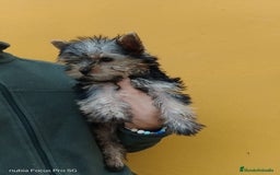 Bichón Maltés perros en venta: PRECIOSOS CACHORROS - Anuncio 6