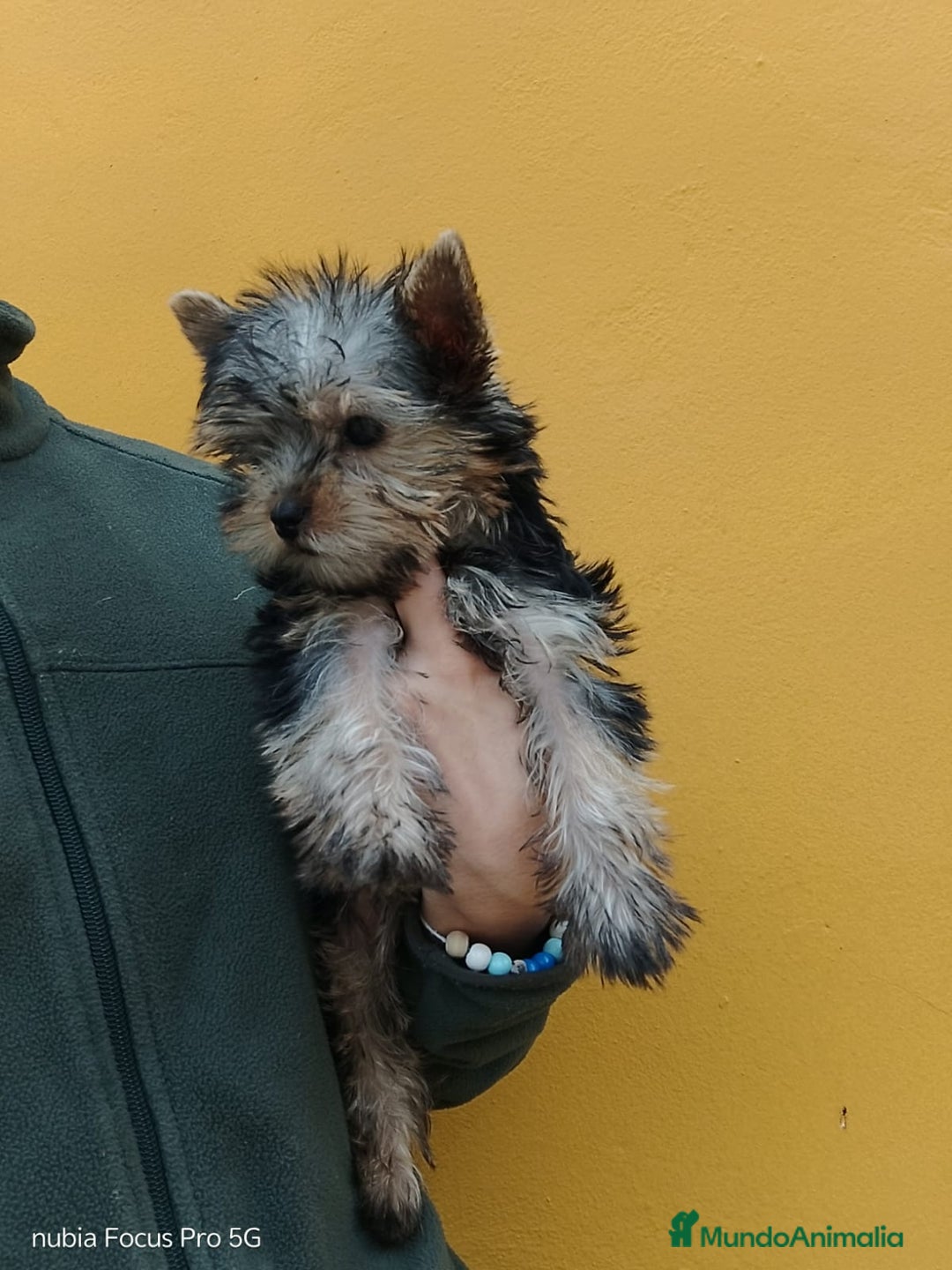 Bichón Maltés perros en venta: PRECIOSOS CACHORROS - Anuncio 6