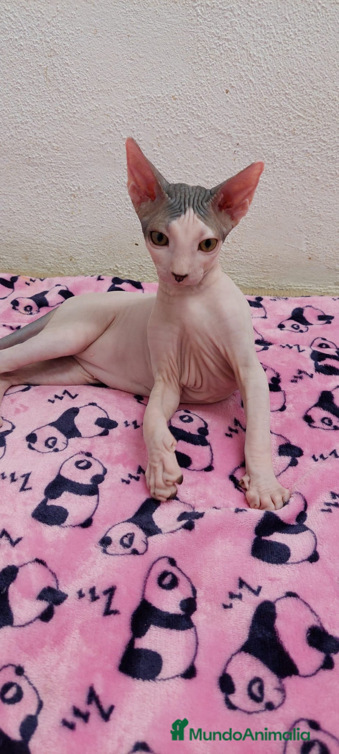 Sphynx gatos en venta: Machito  - Imagen 1