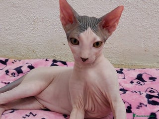 Sphynx gatos - Anuncio 2