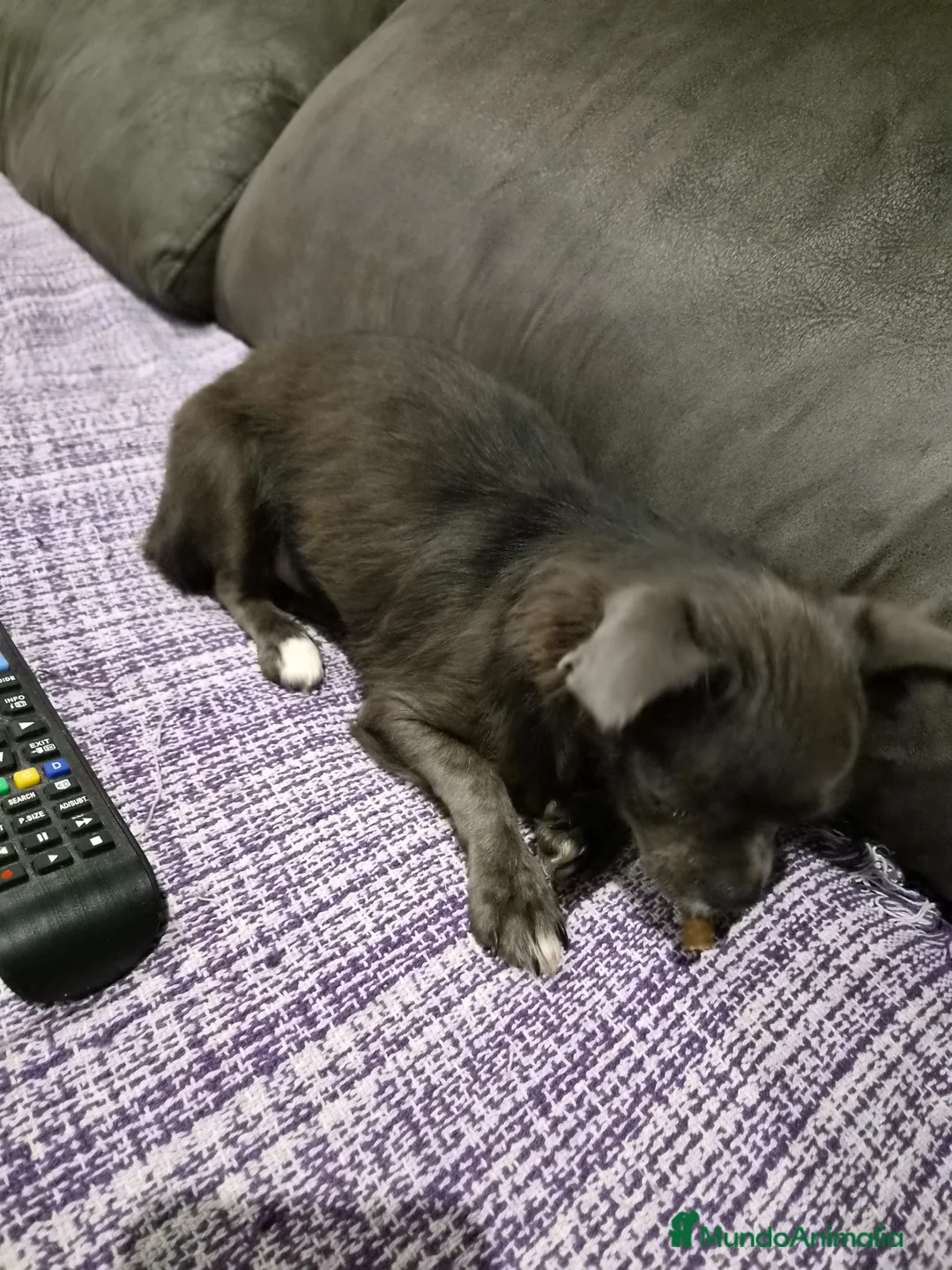 Chihuahua perros en venta: Chihuahua línea rusa  - Anuncio 5