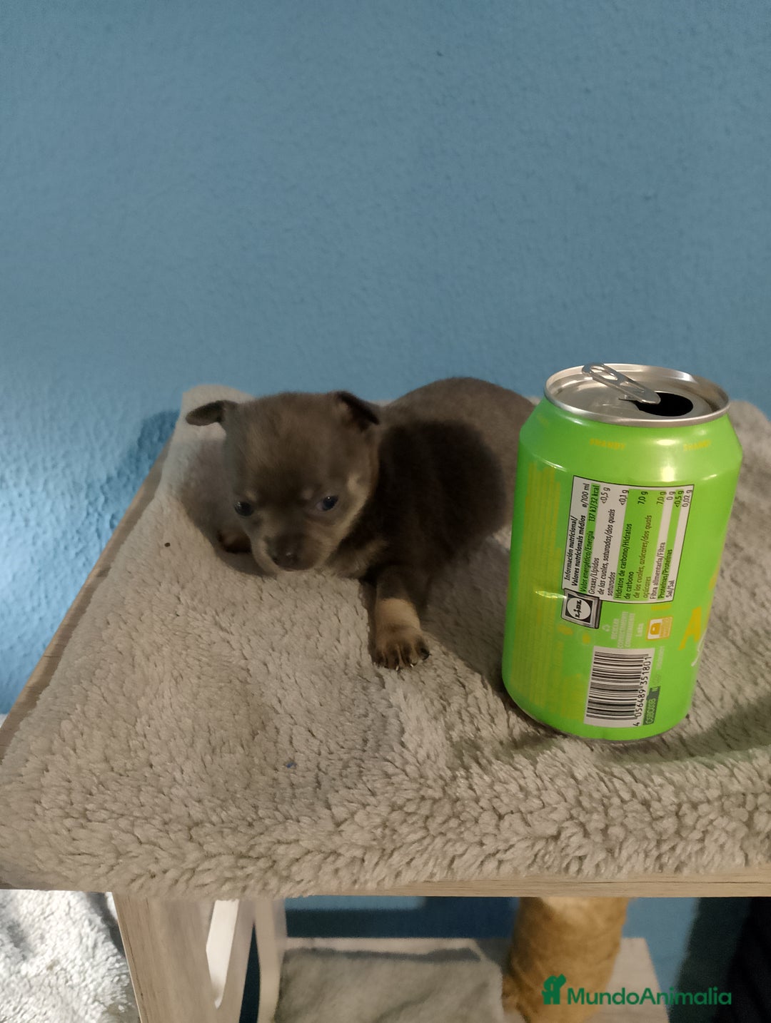 Chihuahua perros en venta: Hembra de chihuahua azul tang - Imagen 4