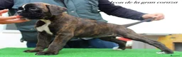 Boxer perros en venta: Cachorros boxer de alta selección  - Anuncio 14