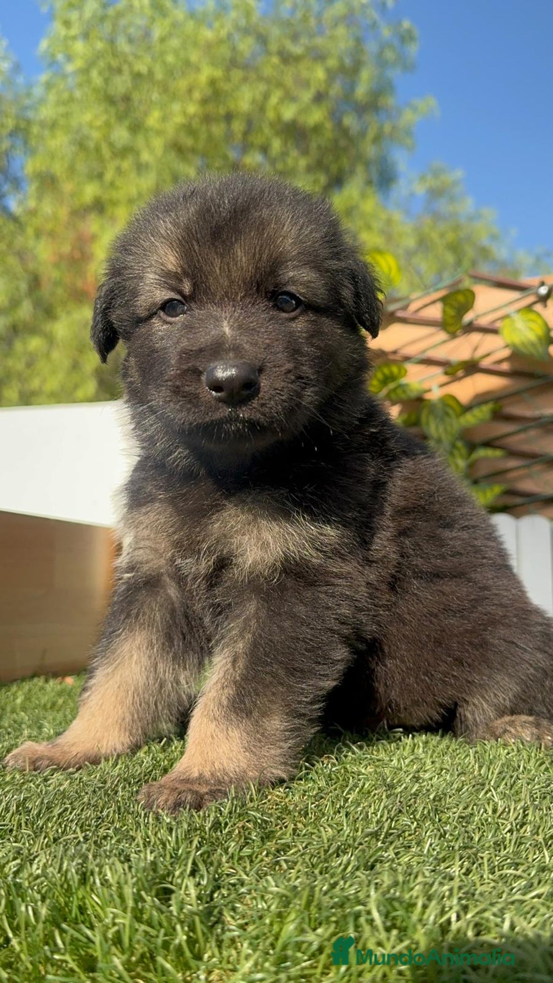 Pastor Alemán perros en venta: PASTOR ALEMAN - Imagen 9