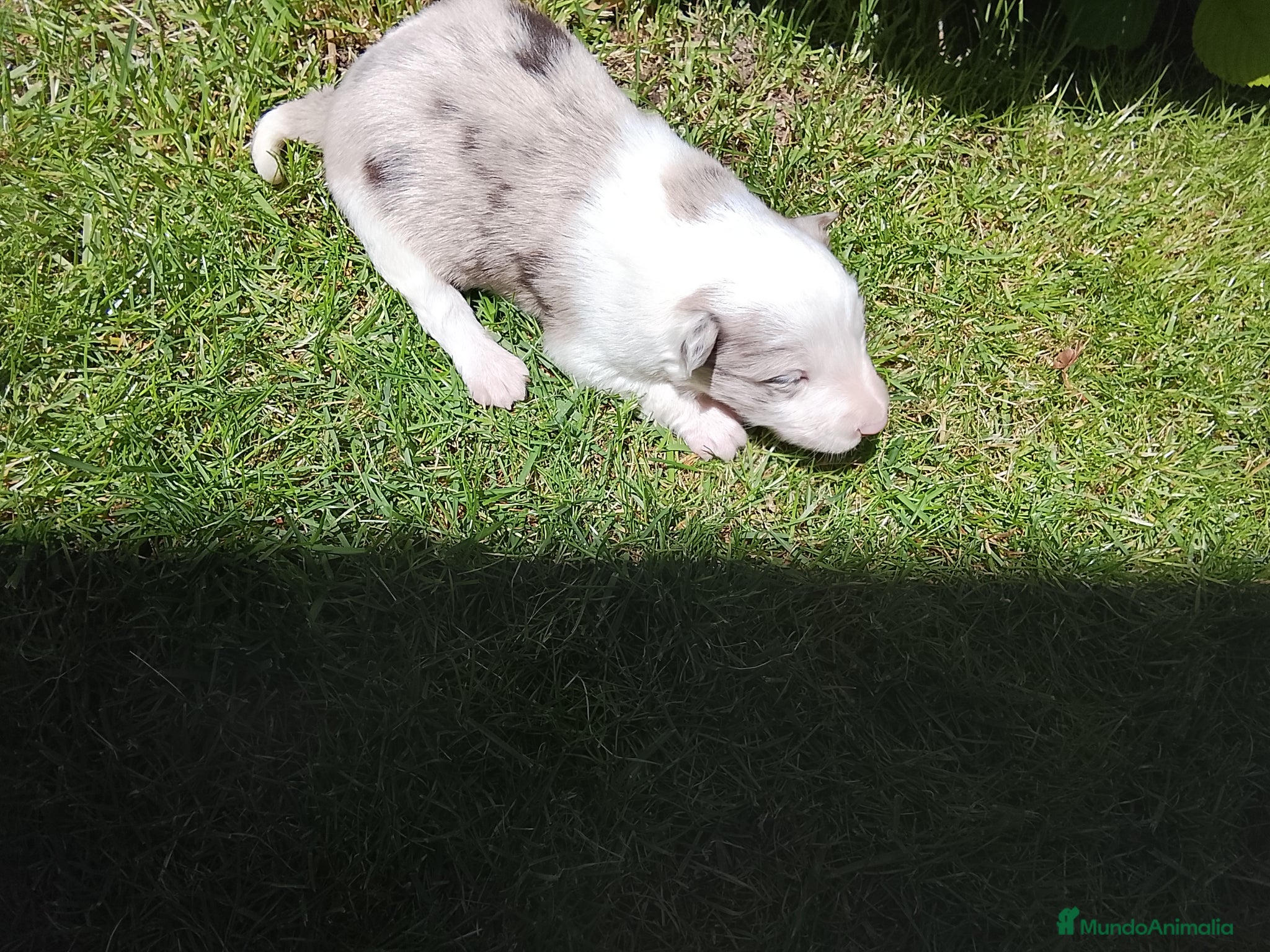 Border Collie perros Cachorros de border collie 6 - Anuncio 3