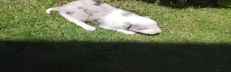 Border Collie perros en venta: Cachorros de border collie 6 - Anuncio 1