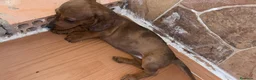 Teckel Miniatura perros en venta: Teckel Miniatura  - Anuncio 15