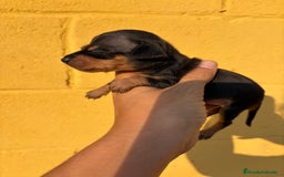 Pinscher Miniatura perros en venta: Pinscher miniatura  - Imagen 2