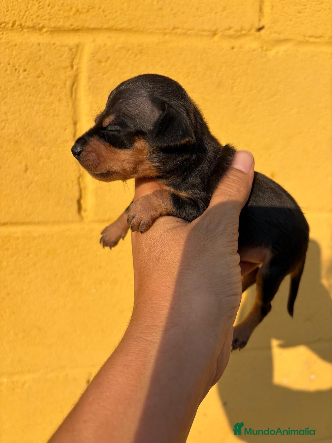 Pinscher Miniatura perros en venta: Pinscher miniatura  - Imagen 2