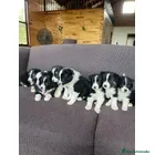 Border Collie perros Border collie puppy  - Anuncio 2