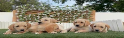 Labrador Retriever perros en venta: LABRADOR RETRIEVER - Anuncio 9