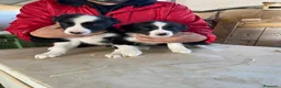 Border Collie perros en venta: CACHORROS DE BORDER COLLIE - Anuncio 9