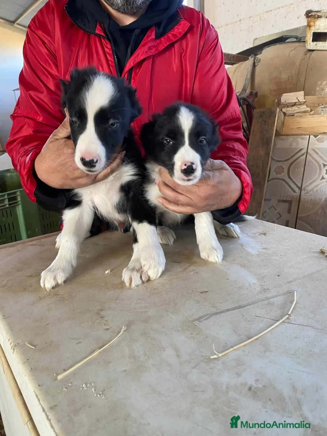 Border Collie perros en venta: CACHORROS DE BORDER COLLIE - Anuncio 9