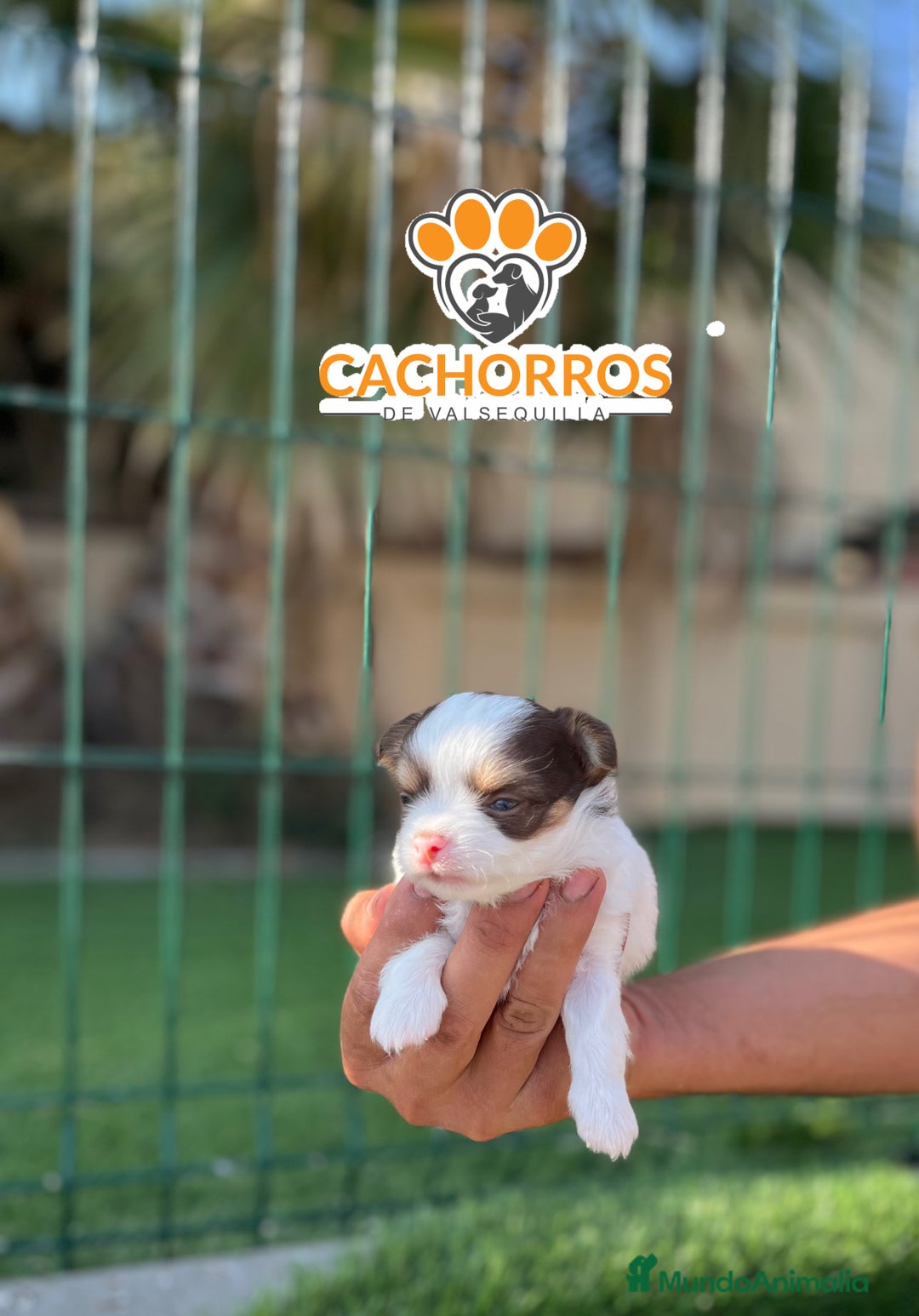 Chihuahua perros en venta: Chihuahua pelo largo  - Imagen 3