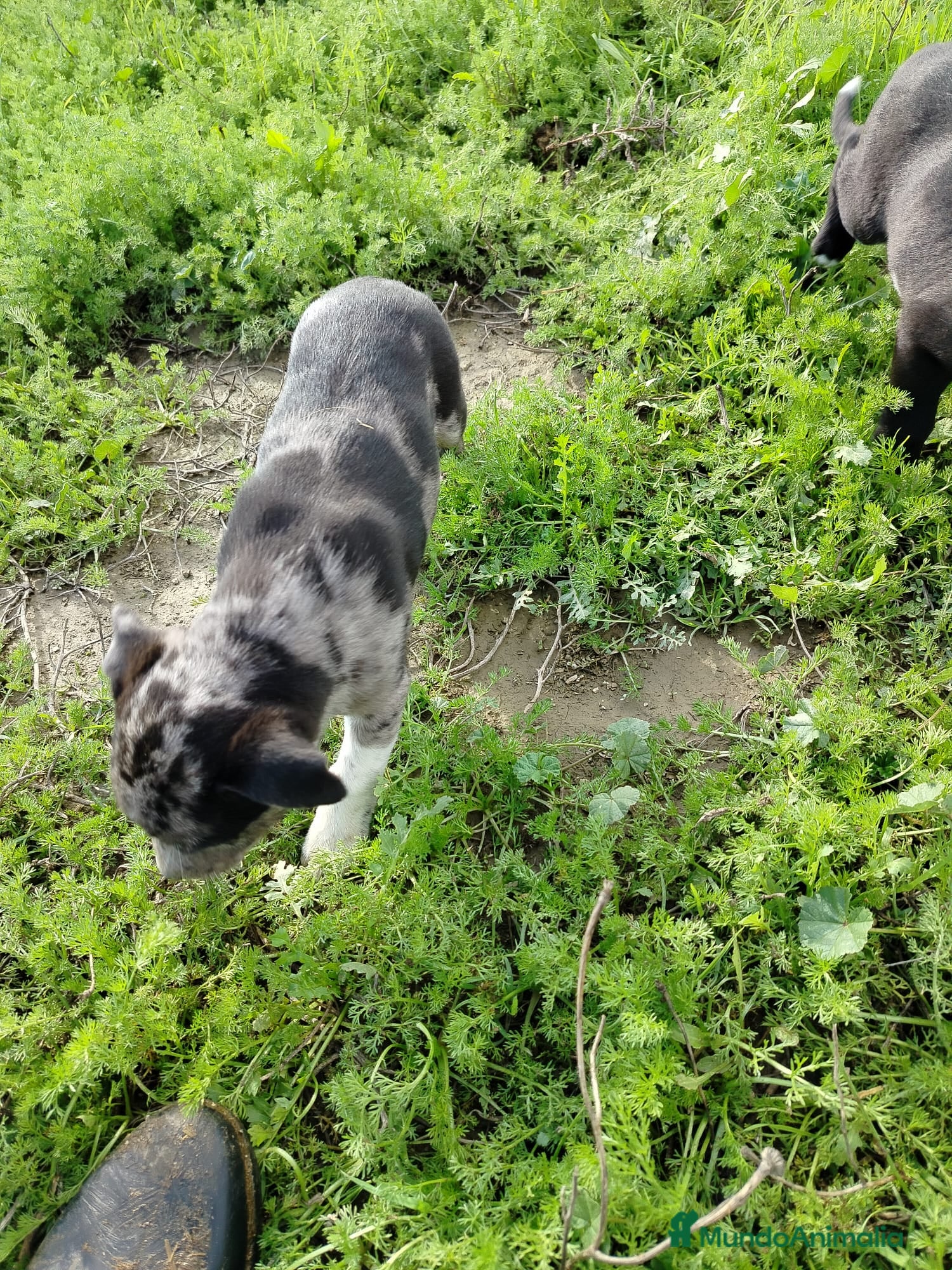 Border Collie perros BORDER COLLIE - Anuncio 1