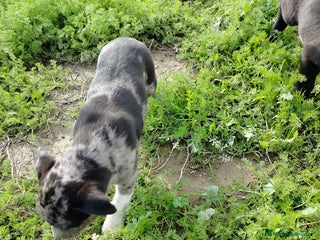 Border Collie perros BORDER COLLIE - Anuncio 1