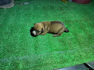 American Staffordshire-Terrier perros American staffordshire terrier - Anuncio 5